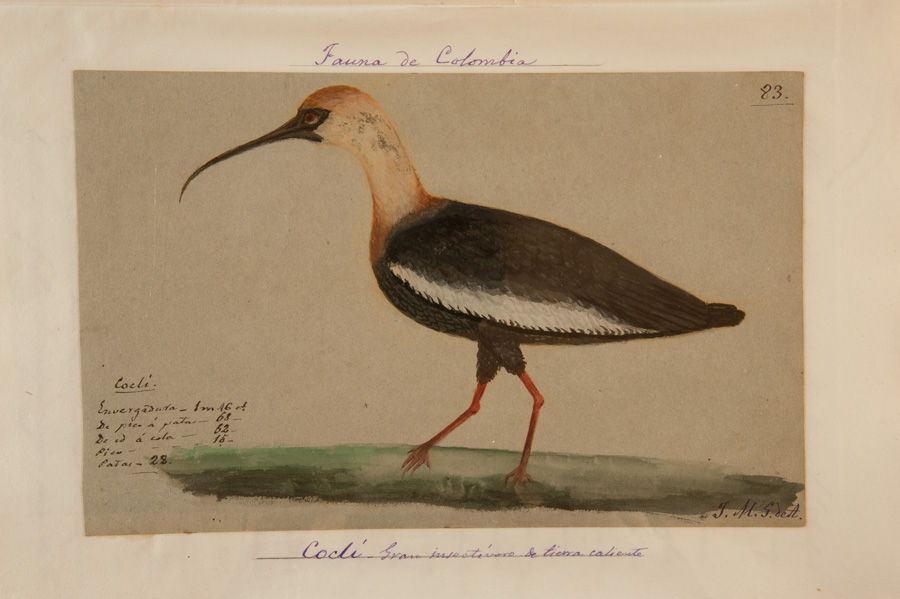 Coclí. Gran insectívoro de tierra caliente