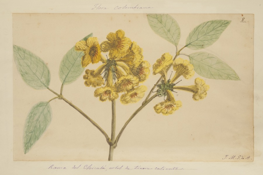 Rama del chicalá, árbol de tierra caliente.