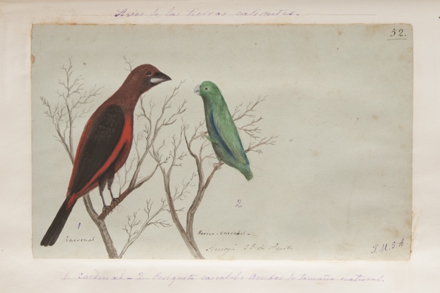 1. Cardenal. 2. Periquito cascabel, ambos de tamaño natural