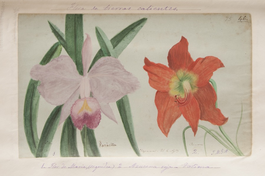 1. Flor de María (orquídea). 2. Azucena roja. Tolima