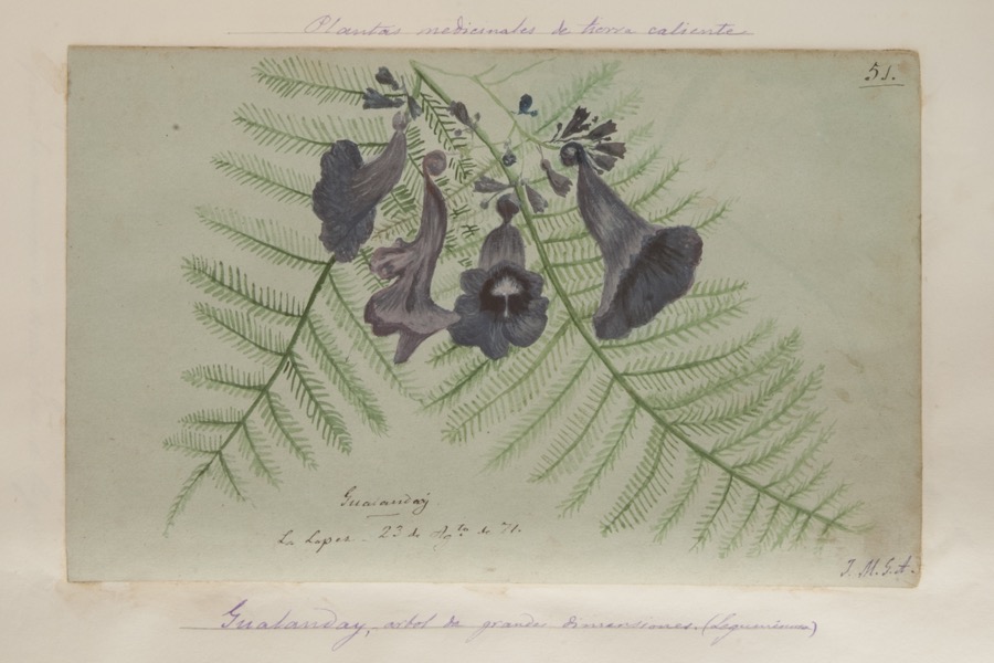 Gualanday, árbol de grandes dimensiones (leguminosa)