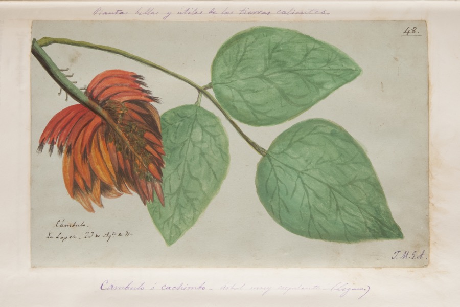 Cámbulo o cachimbo, árbol muy corpulento (leguminosa)