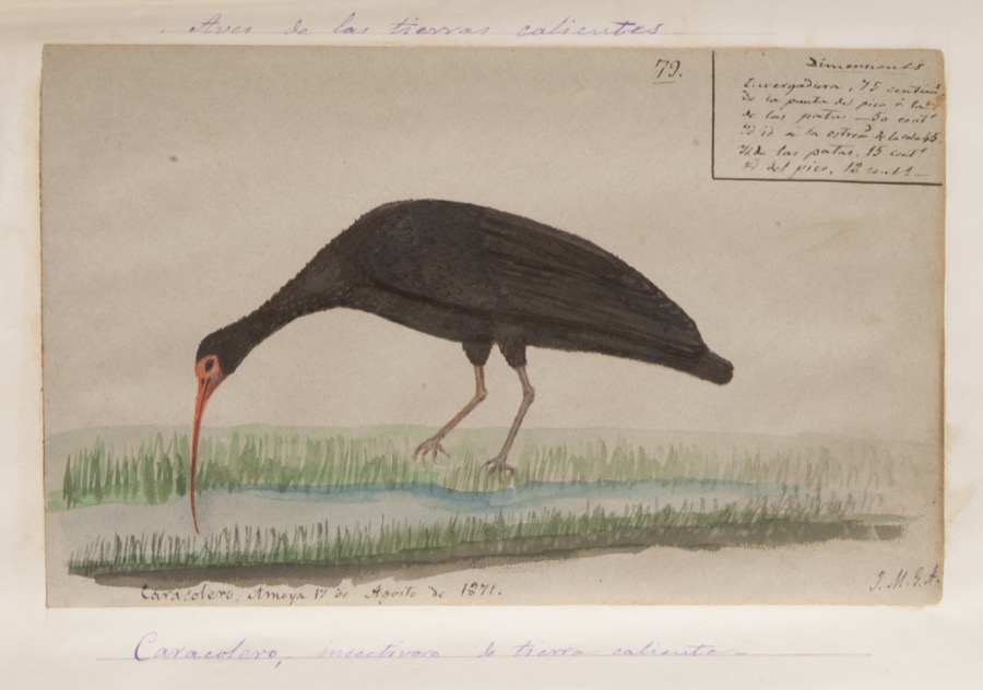 Caracolero, insectívoro de tierra caliente