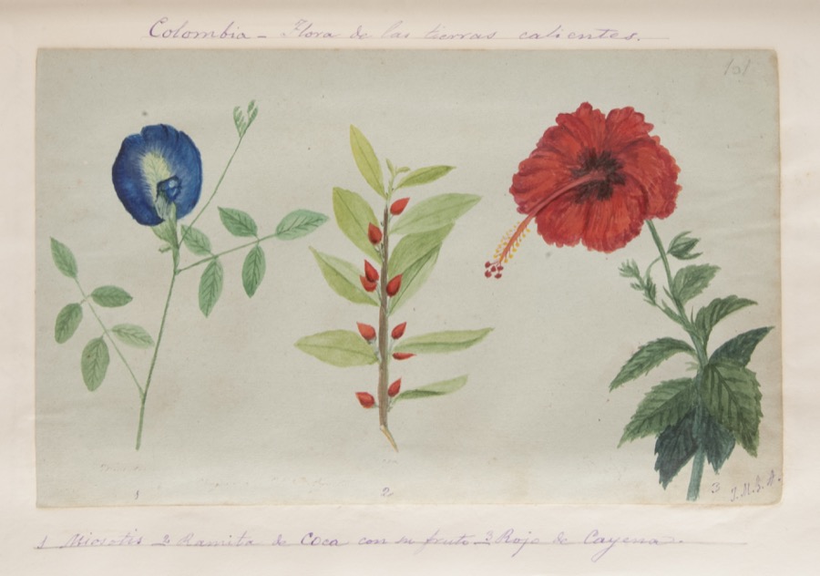 1. Miosotis. 2. Ramita de coca con su fruto. 3. Rojo de cayena