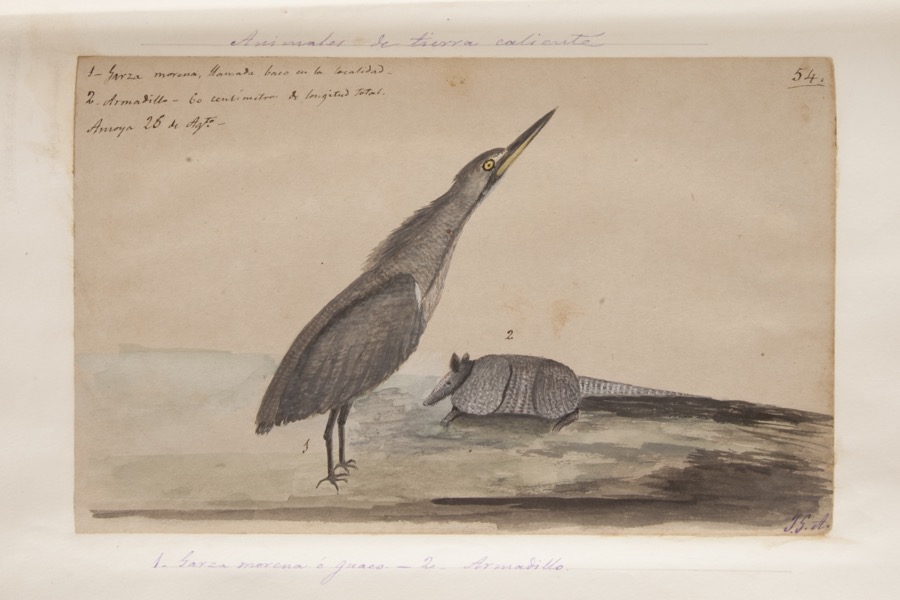 1. Garza morena o guaco. 2. Armadillo