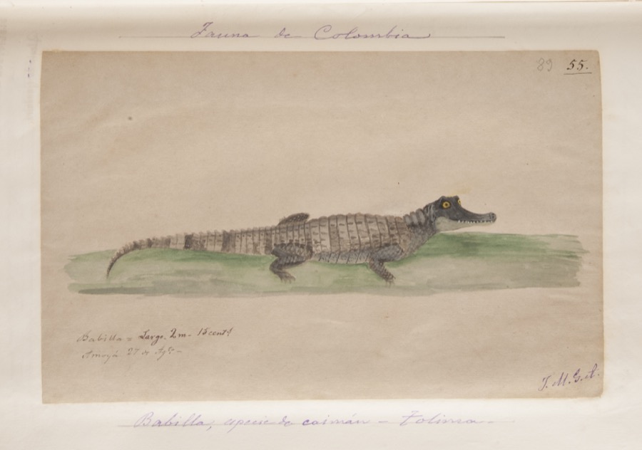 Babilla, especie de caimán. Tolima
