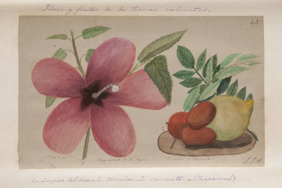 1. Suspiro del rico. 2. Ciruelas. 3. Caimito 