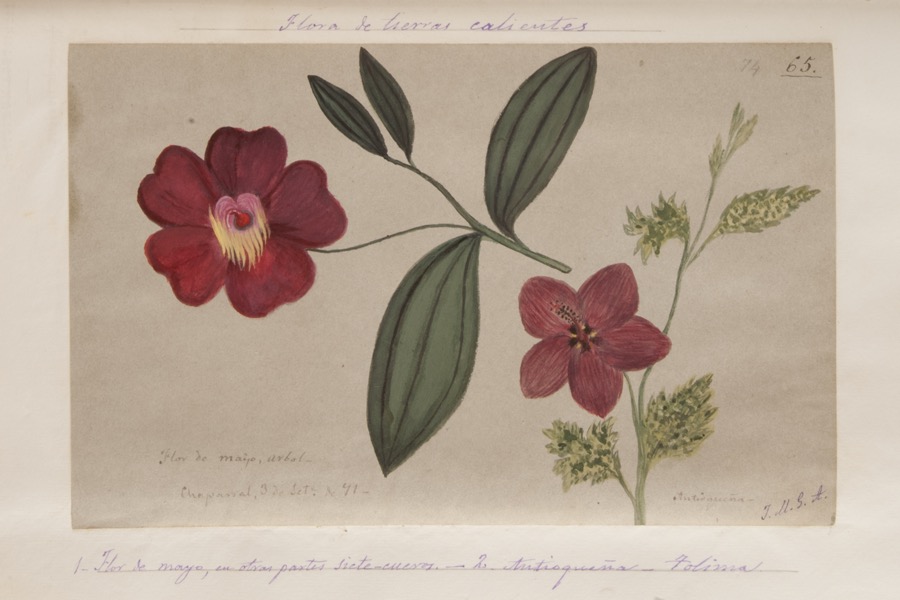 1. Flor de mayo, en otras partes sietecueros. 2. Antioqueña. Tolima