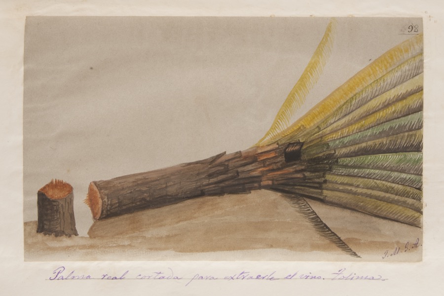 Palma real cortada para extraerle el vino. Tolima