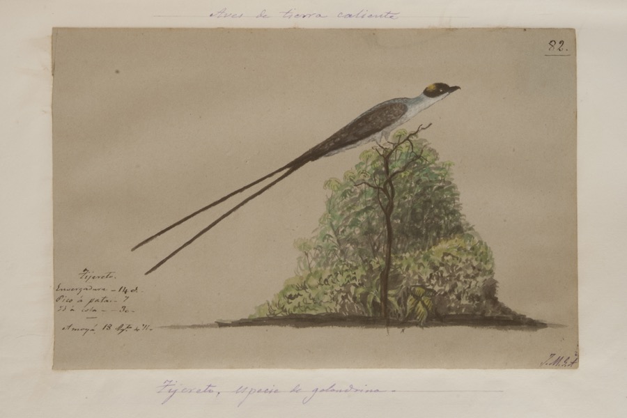 Tijereto, especie de golondrina