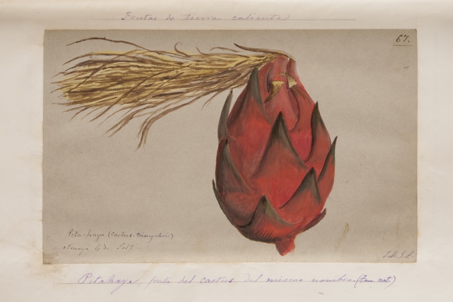 Pitahaya, fruta del cactus del mismo nombre (tamaño natural)