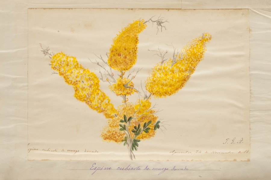 Espino cubierto de musgo dorado