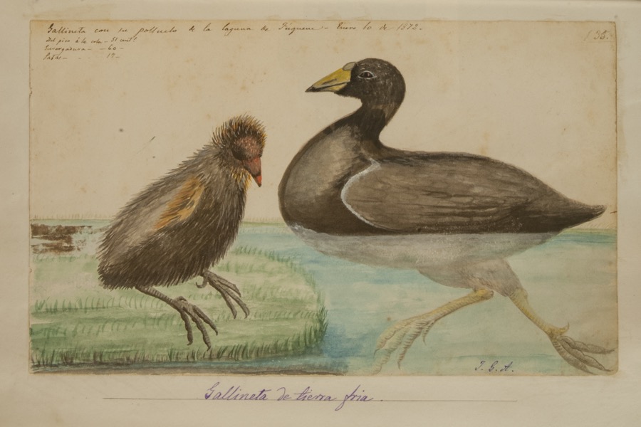 Gallineta de tierra fría