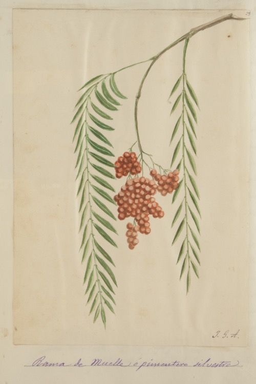 Rama de muelle o pimentero silvestre