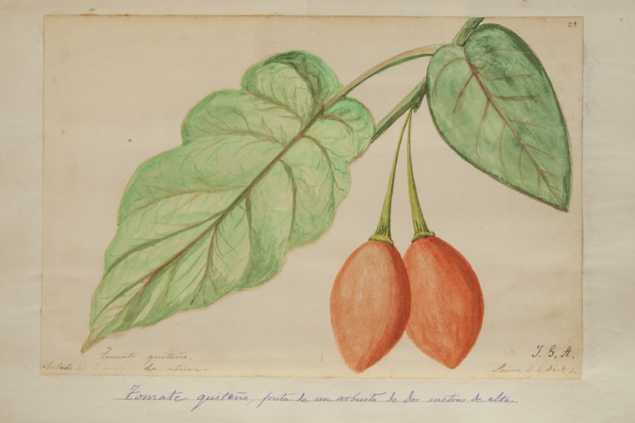 Tomate quiteño, fruta de un arbusto de dos metros de alto