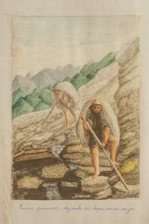 Peones quineros bajando del bosque con su carga