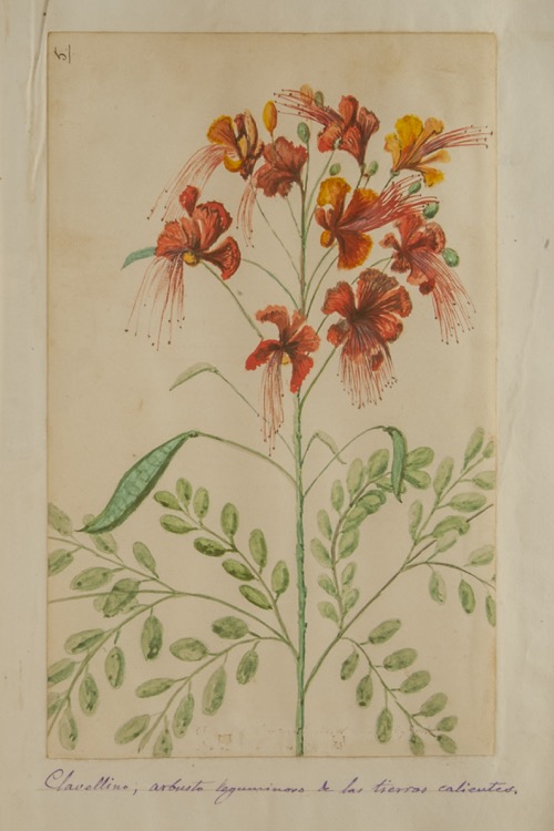 Clavellino, arbusto leguminoso de las tierras calientes