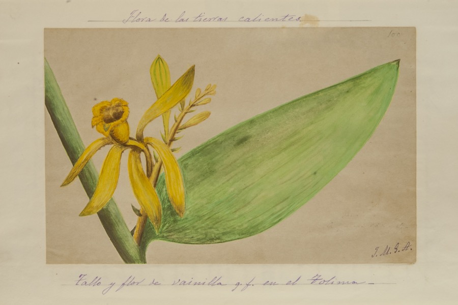 Tallo y flor de vainilla que florece en el Tolima