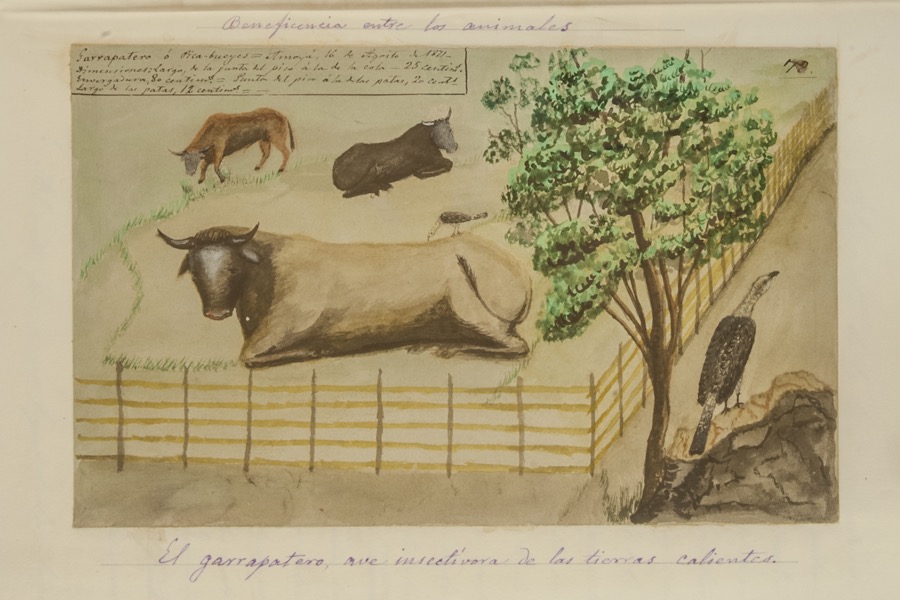 El garrapatero, ave insectívora de las tierras calientes