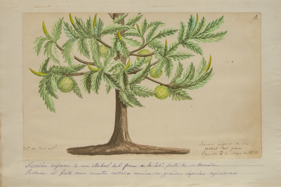 Sección inferior de un árbol del pan