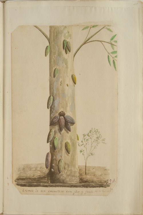 Tronco de un cacaotero con flor y fruto