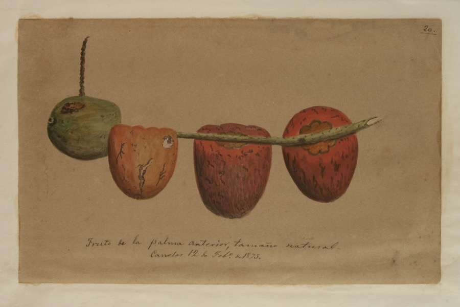 Fruto de la palma anterior [chontaduro]