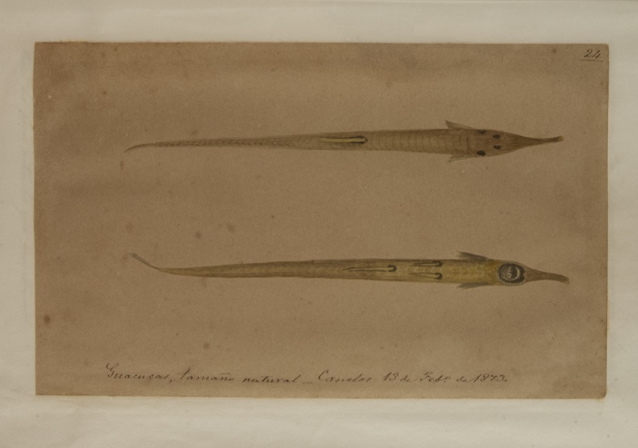 Guacucas, tamaño natural