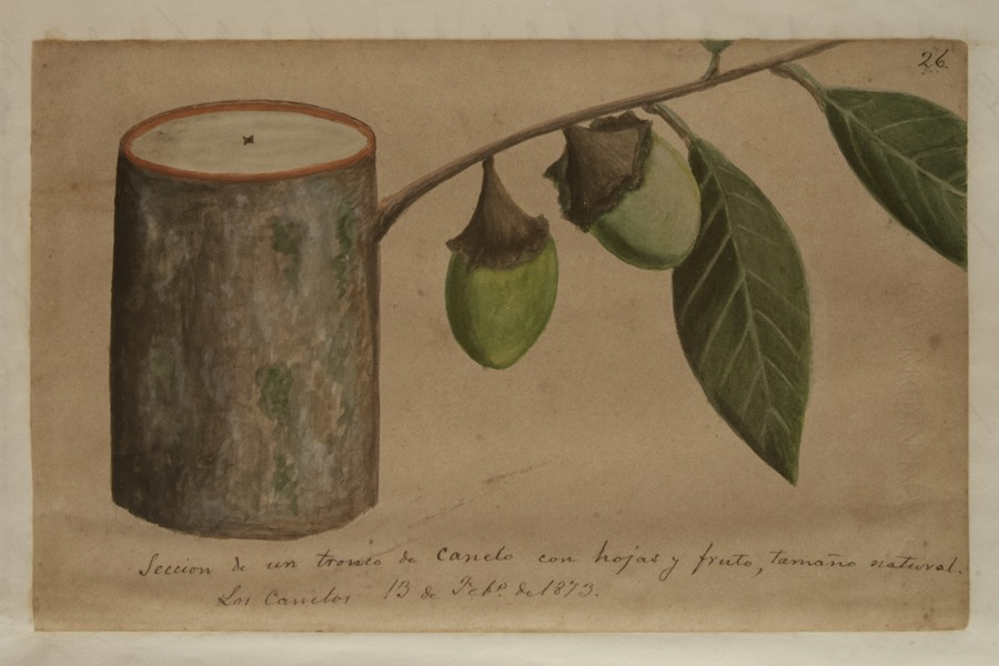 Sección de un tronco de canelo con hojas y fruto, tamaño natural