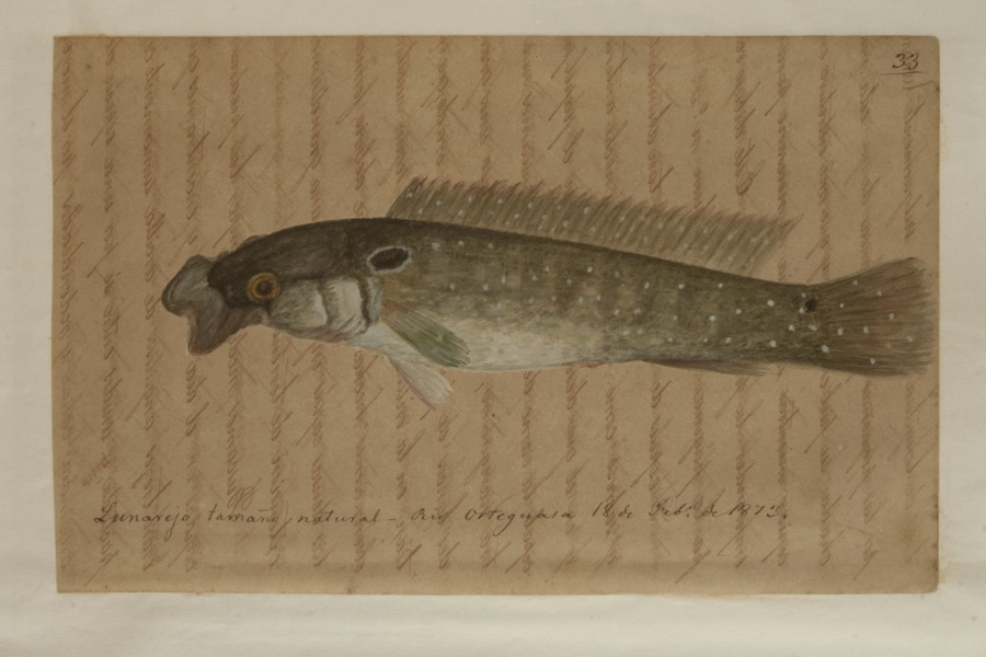 Lunarejo, tamaño natural