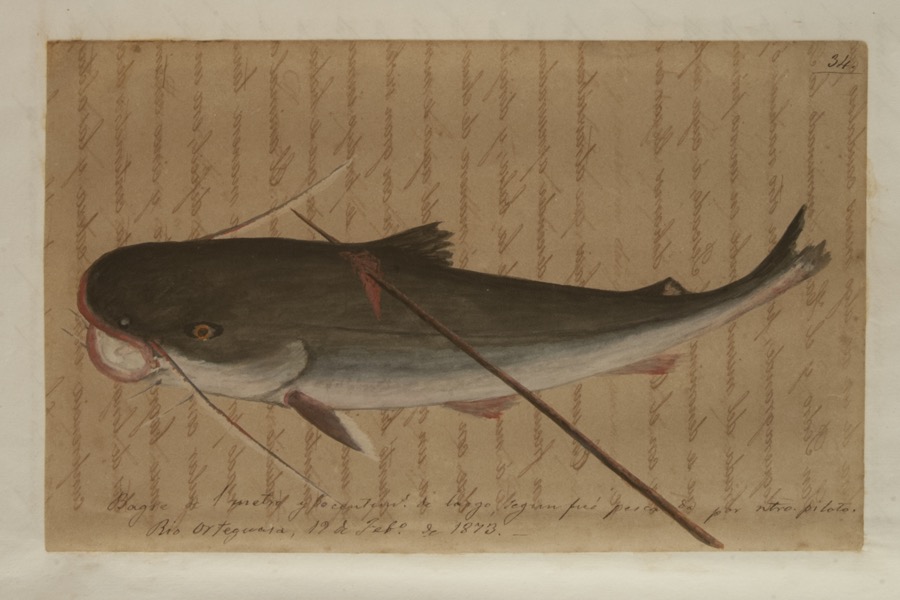 Bagre de 1 metro y 50 centímetros de largo, según fue pescado por nuestro piloto