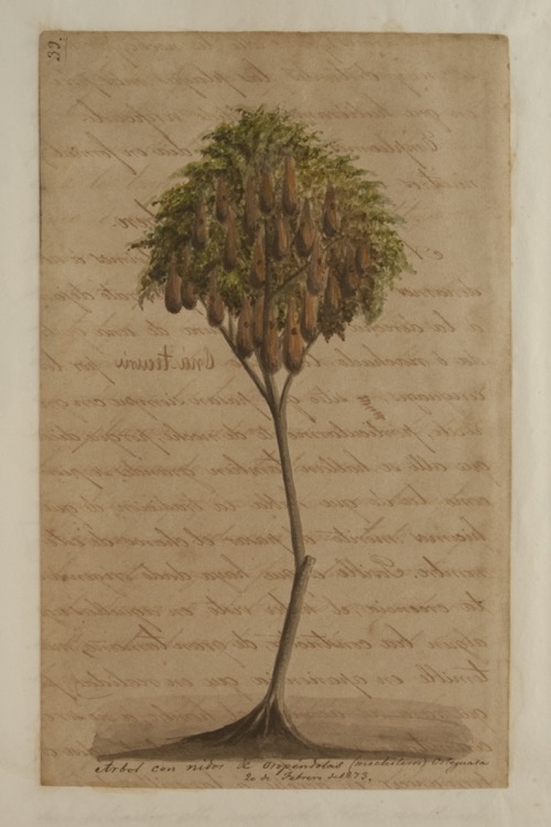 Árbol con nidos de oropéndolas (mochileros)