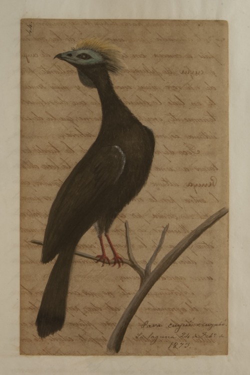 Pava cuyuí o cuyubi