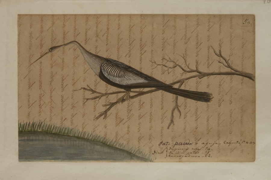 Pato pescador o aguja