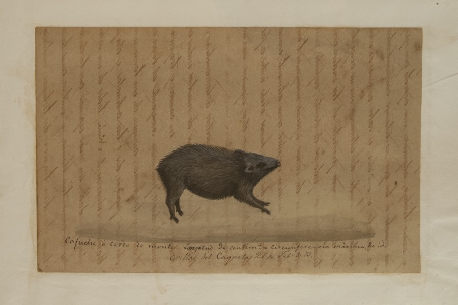 Cafuche o cerdo de monte