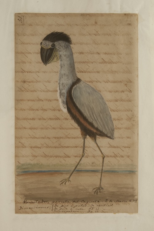 Vomitador, garceta del Caquetá