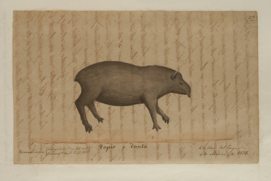 Tapir o danta