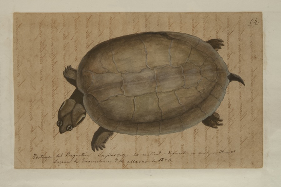 Tortuga del Caquetá