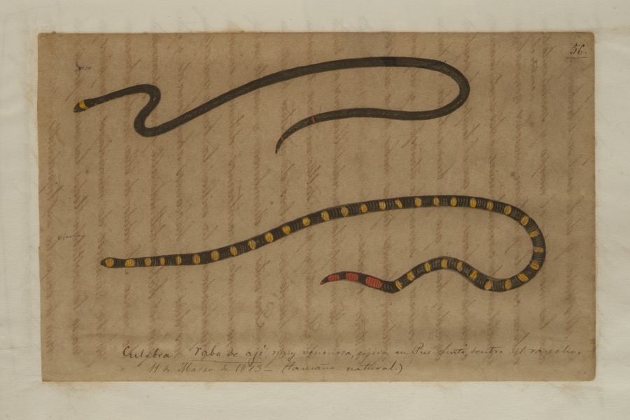 Culebra rabo de ají