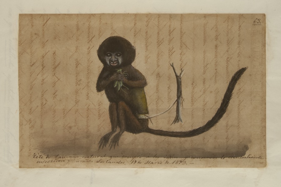 Tití de tamaño natural que compré a los indios y conservo.