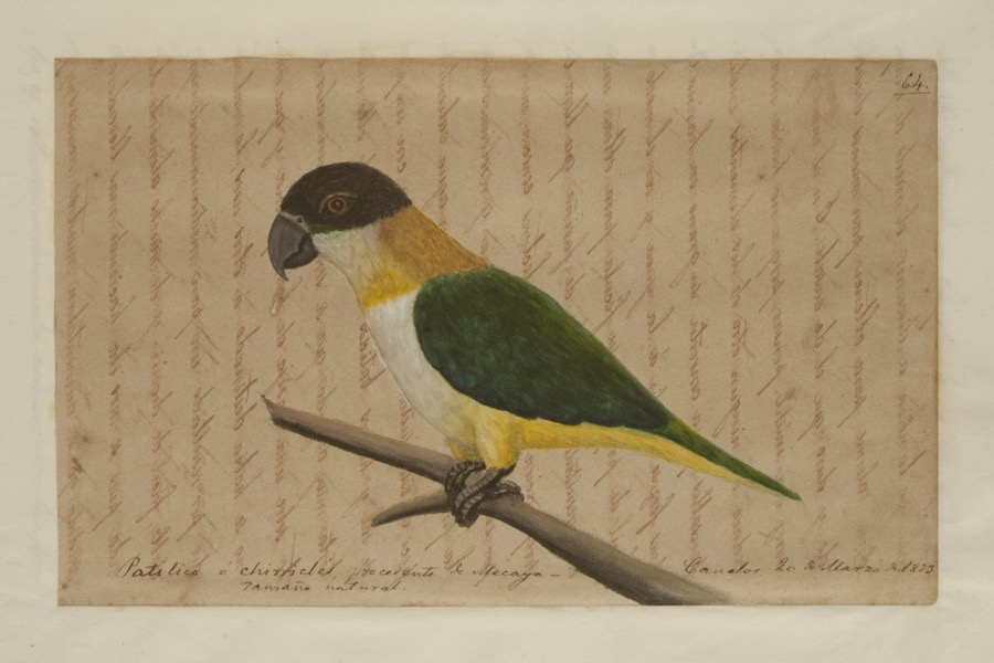 Patilico o chirricles