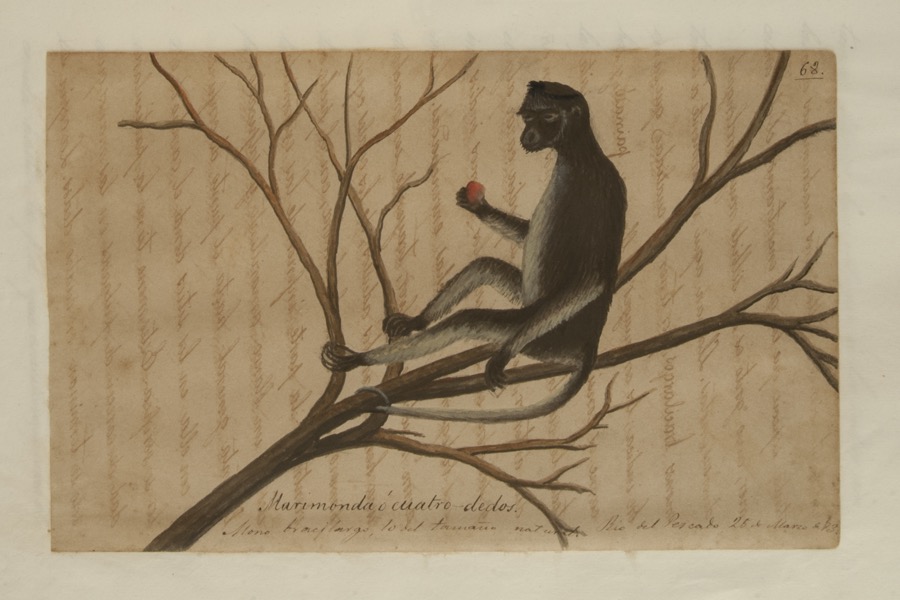 Marimonda o cuatro dedos