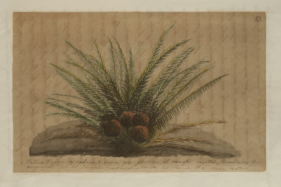 Palma tagua o cabeza de negro