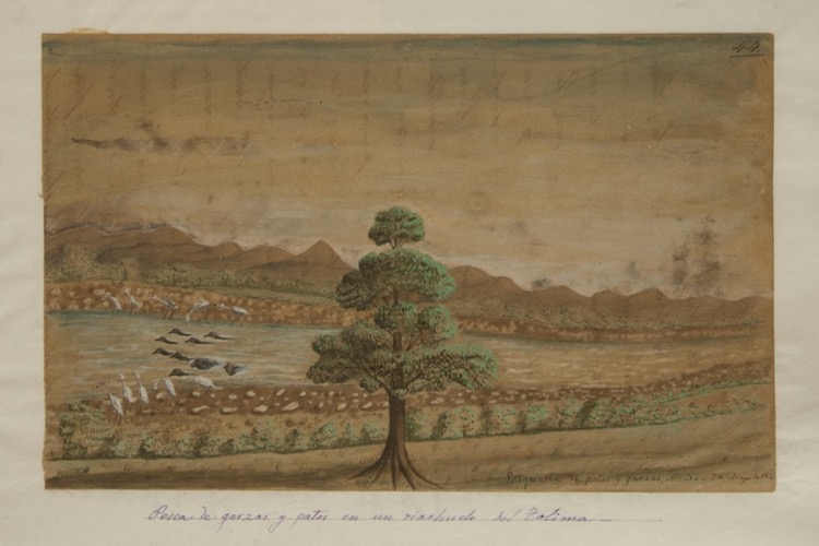 Pesca de garzas y patos en un riachuelo del Tolima