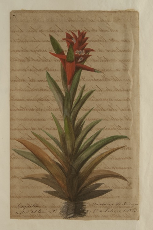 Orquídea. Mitad del tamaño natural