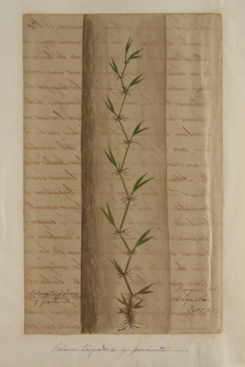 Palma trepadora y parásita