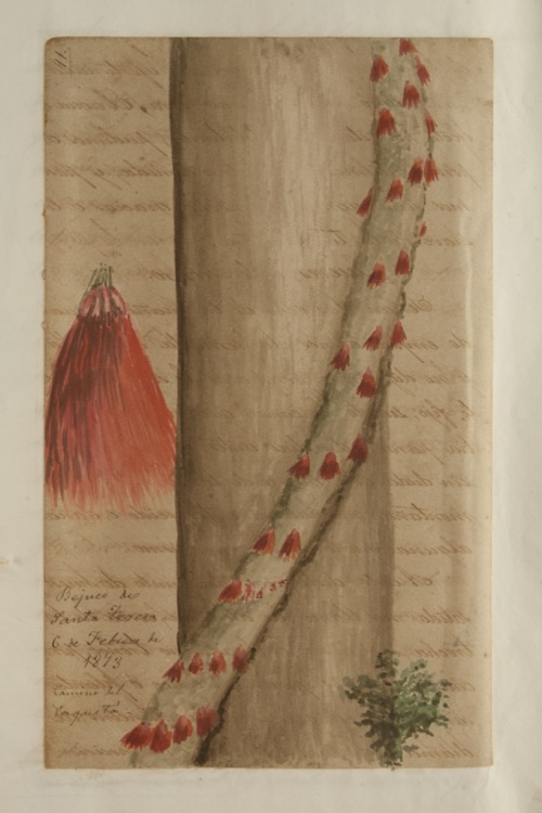 Bejuco de santa Teresa