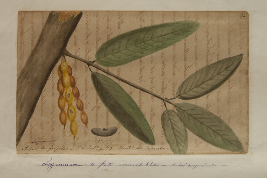 Leguminosa de fruto comestible