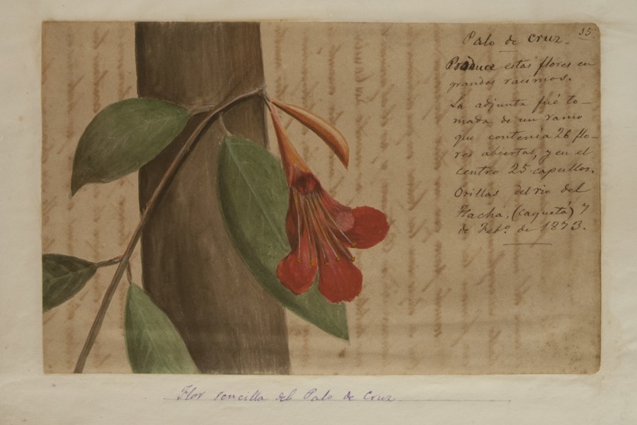 Flor sencilla del palo de cruz