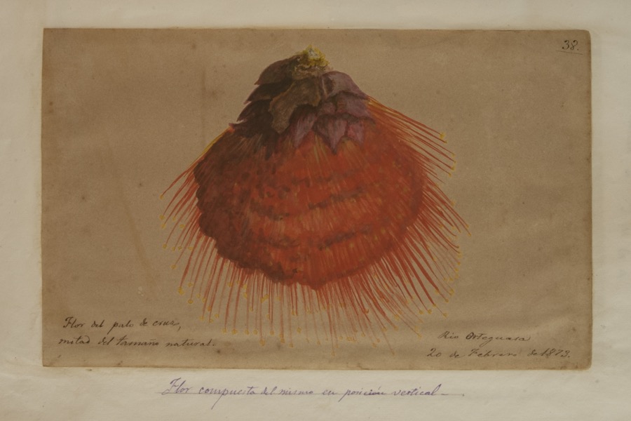 Flor compuesta del mismo [palo de cruz] en posición vertical