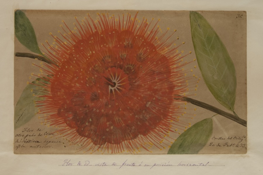 Flor de ídem [palo de cruz], vista de frente o en posición horizontal